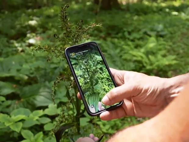 Using the iNaturalist app.